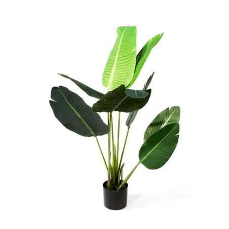 Bird Of Paradise Plant This And That £119.00 Store UK, US, EU, AE,BE,CA,DK,FR,DE,IE,IT,MT,NL,NO,ES,SE