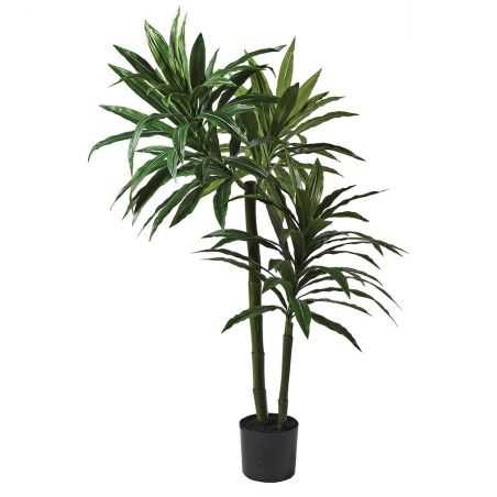 5ft Green Dracaena Plant This And That  £ 190.00 Store UK, US, EU, AE,BE,CA,DK,FR,DE,IE,IT,MT,NL,NO,ES,SE