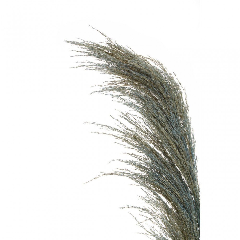 Pampas Blue Grass Stem This And That £7.00 product_features