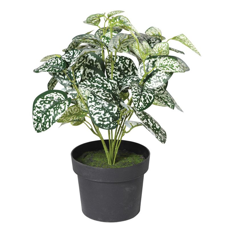 Chinese Evergreen Plant Artificial Trees & Plants  £15.00 Store UK, US, EU, AE,BE,CA,DK,FR,DE,IE,IT,MT,NL,NO,ES,SEChinese Eve...