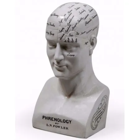 Phrenology Head Smithers Archives £100.00      product_features
