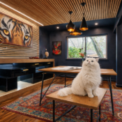 cat scratching sofa armrest at home